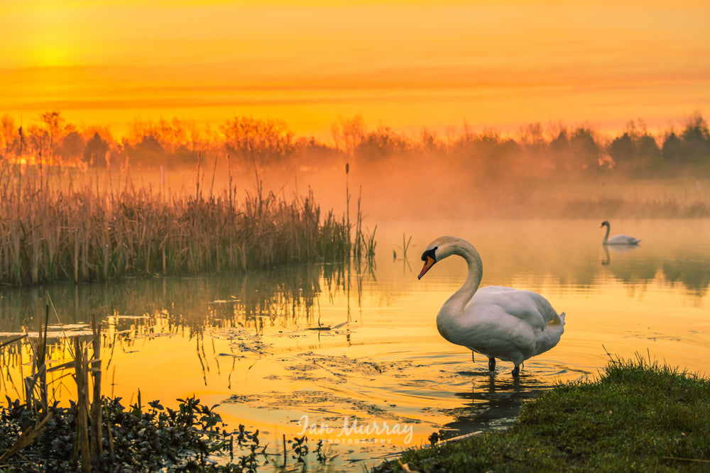 Rising Sun, North Tyneside