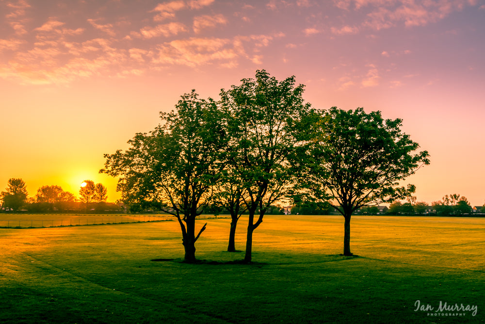 Trees, North Tyneside