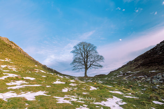 Sycamore Gap, Northumberland