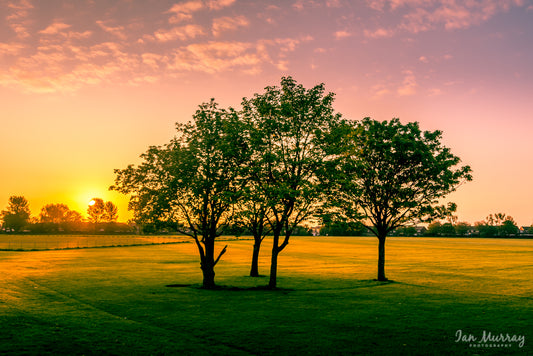 Trees, North Tyneside